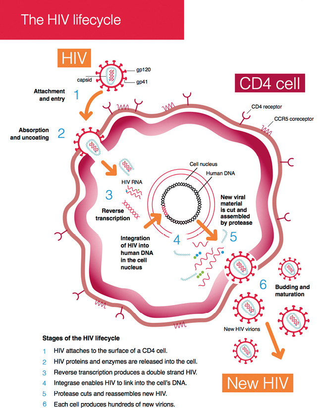 Figure 1b: Diagram – The HIV lifecycle