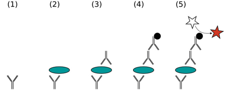 A diagram showing an sandwich ELISA test 