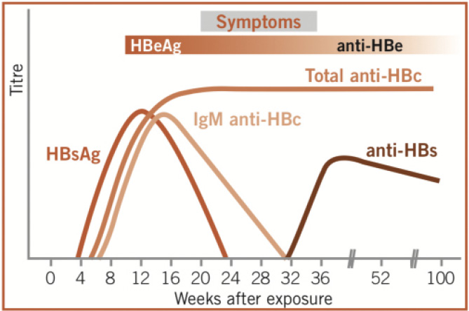 Graph showing levels of detectable markers in a serum acute hepatitis B infection plotted against weeks after exposure 