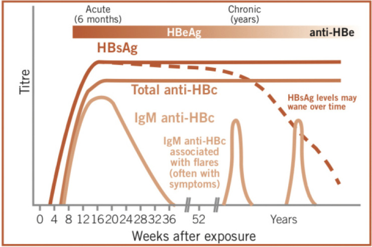 Graph showing levels of detectable markers in a of  patients with chronic hepatitis B infection plotted against weeks after exposure  