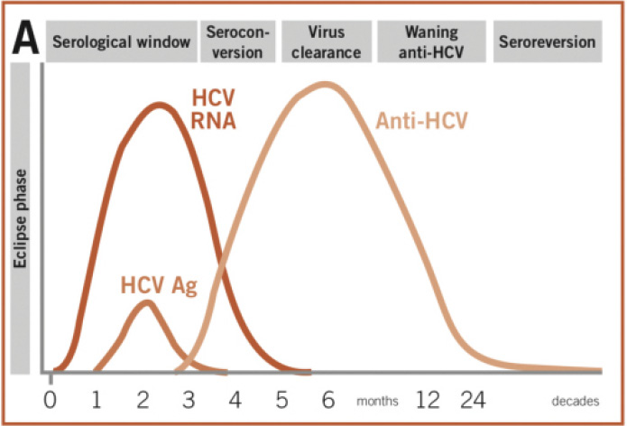 A graph plotting virological and immunological markers in a self-resolving HCV infection plotted against months 