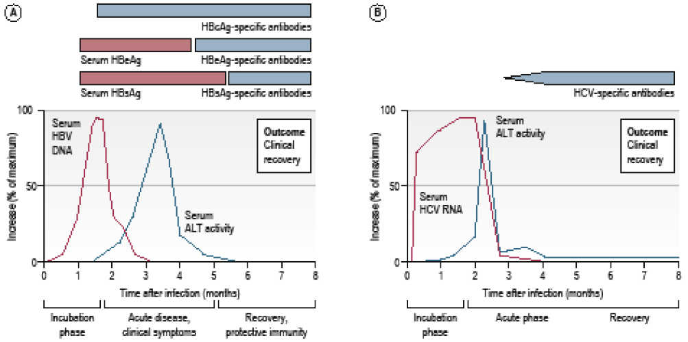 Left: Graph showing course of self limiting acute infection with HBVRight: Graph showing course of self limiting acute infection with HCV