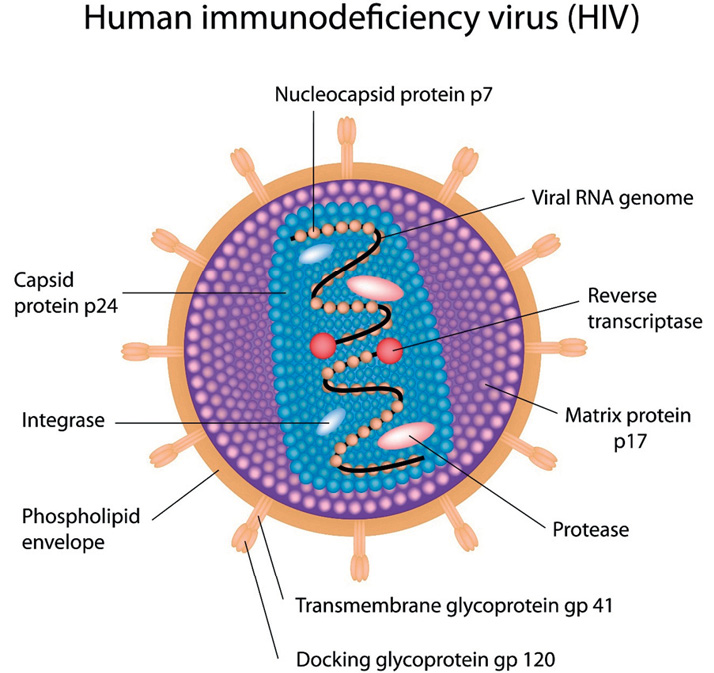 Figure 1a: Diagram – The structure of HIV
