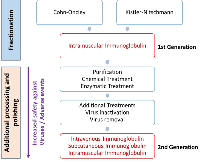 Figure 6: Processes to transform intramuscular immunoglobulin (which may cause severe adverse events when infused intravenously) into safe intravenous immunoglobulin (adapted from E. W. Gelfand, “Selecting Appropriate IGIV Therapy”)137