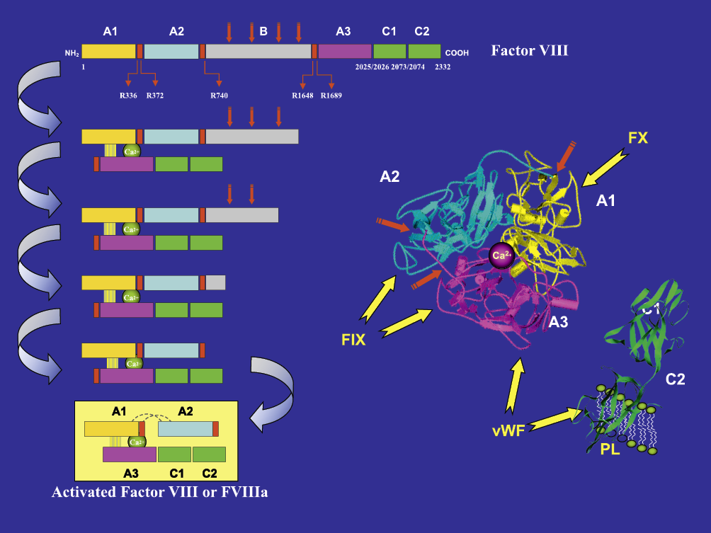 Figure 7: Factor VIII structure and binding sitesLeft: Factor VIII structure and proteolytic processing of Factor VIII into activated Factor VIII.Right: Binding sites of Factor VIII with Factor IX (FIX), Factor X (FX), von Willebrand Factor (VWF) and Phospholipids (PL) as indicated by yellow arrows. Domain C1 (in green) is behind domain C2.295
